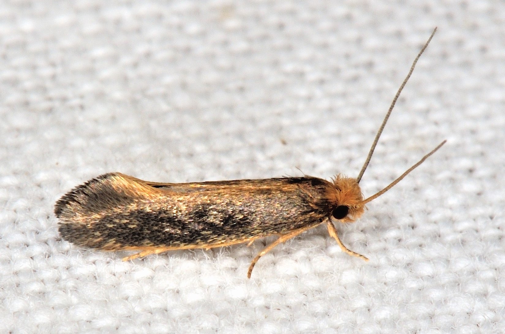 Tineidae: Monopis sp.?